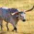 gray four legged animal on green grass field