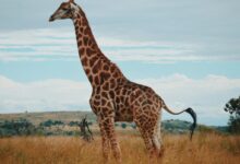 wildlife photography of a giraffe