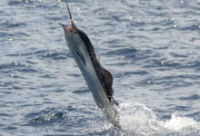 Sailfish (Marlin) at our fishing boat between Racha Noi and Racha Yai islands, Phuket, Thailand