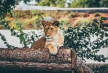 brown lioness laying on tree stem