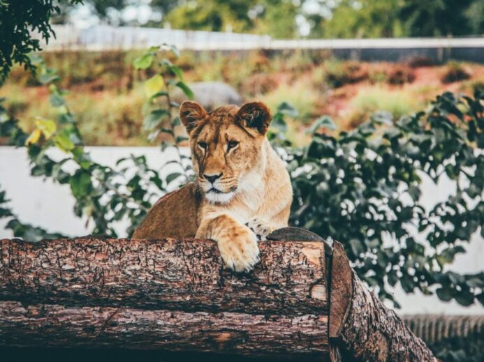 brown lioness laying on tree stem