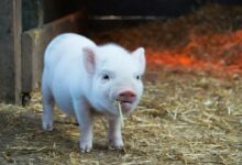 white piglet chewing hay