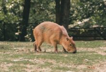 a large brown animal standing on top of a lush green field