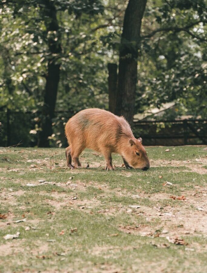 a large brown animal standing on top of a lush green field