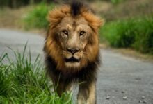 lion walking on road