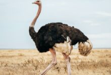 an ostrich walking in a field of dry grass