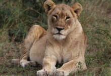 brown lioness on field