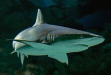 selective focus photography of shark