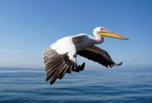 a bird flying over water