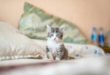 white and gray kitten on white textile