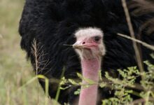 An ostrich is standing in the tall grass