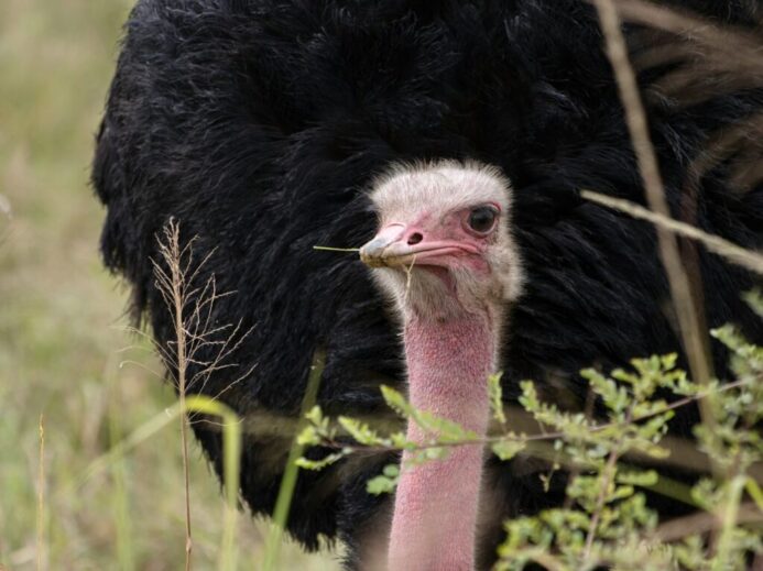 An ostrich is standing in the tall grass