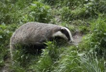 A Gray Badger on Green Grass