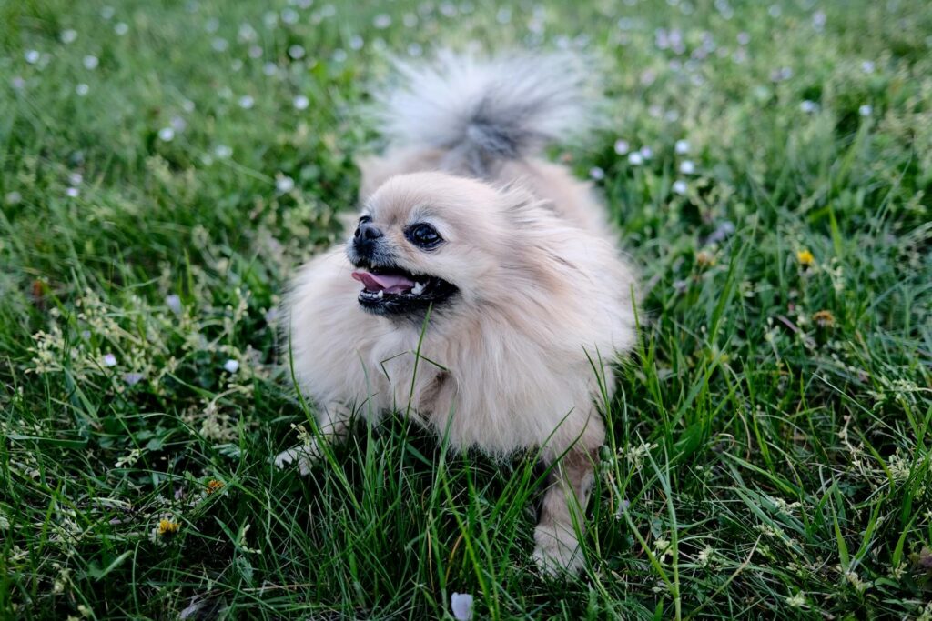 Photo by Egor Komarov - NeposlušnéTlapky Puppy on Green Grass Field