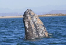 Grey Whale, Baja