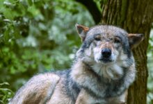 Wolf in Forest