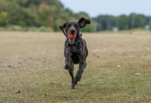German Shorthaired Pointer Running with a Ball in Mouth