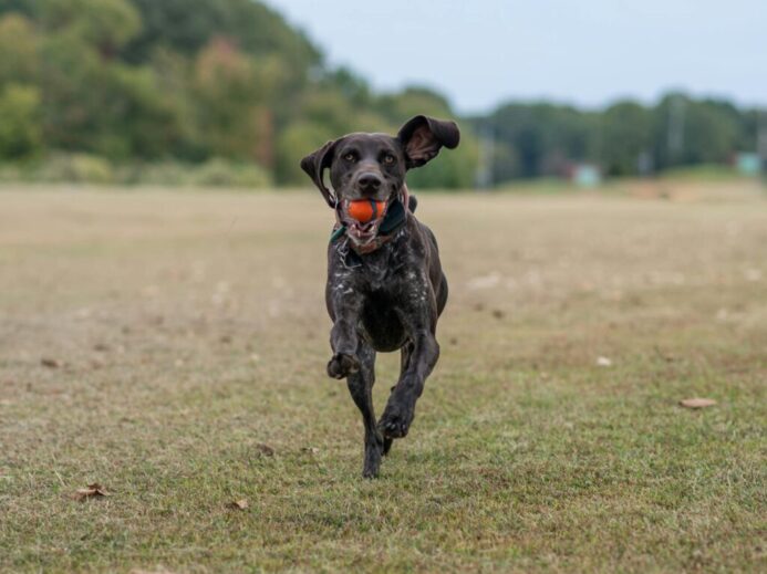 German Shorthaired Pointer Running with a Ball in Mouth