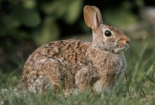 a small rabbit sitting in the grass