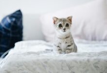 Gray and White Kitten on White Bed