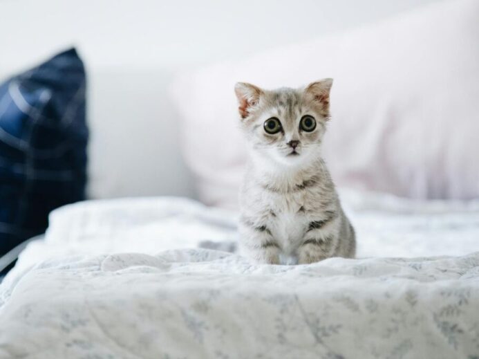 Gray and White Kitten on White Bed
