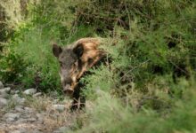 Boar in Shrubs