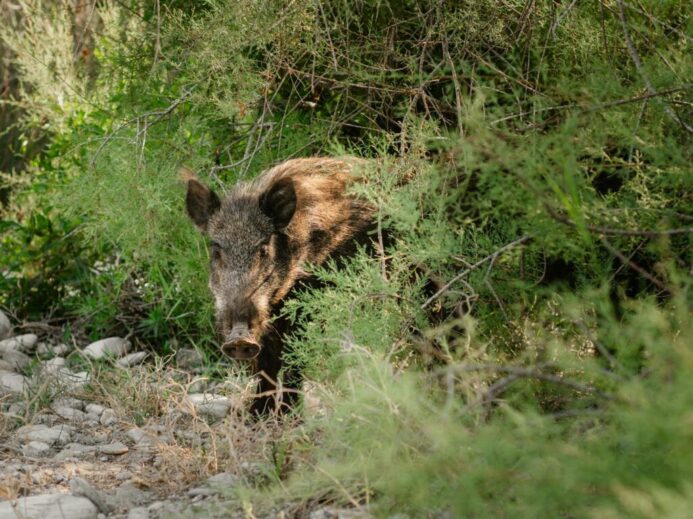Boar in Shrubs