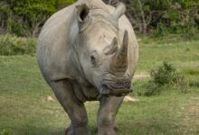 a rhino standing on top of a lush green field