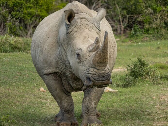 a rhino standing on top of a lush green field