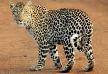 Tiger Animal