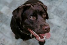 selective focus photography of chocolate Labrador Retriever