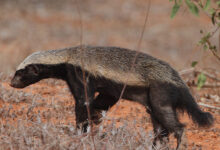 Honey Badger