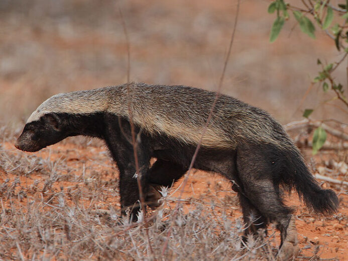 Honey Badger