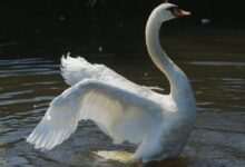 a white swan in water