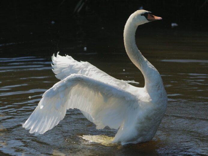 a white swan in water
