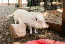 White Pig on Farm