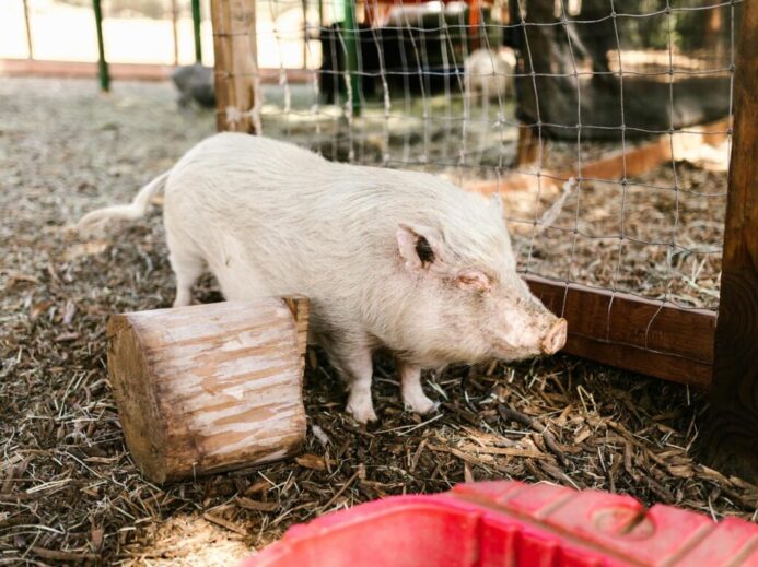 White Pig on Farm