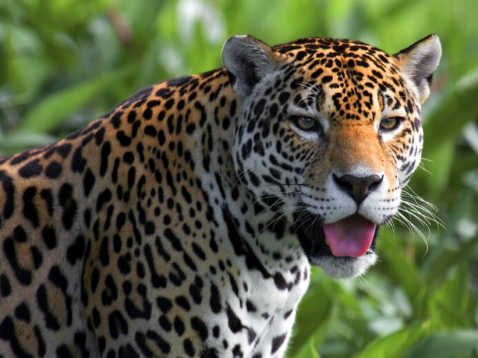 Jaguar