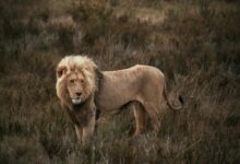 A Lion Standing on a Grassy Field