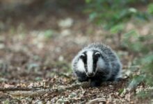 black and white animal on brown dried leaves
