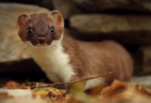 Exploratory Stoat