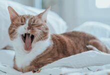 tan and white cat on white bedspread