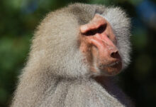 what do you want - Hamadryas baboon (Papio hamadryas) - Paignton Zoo, Devon - Sept 2019