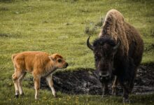 a bison and a calf standing in a field