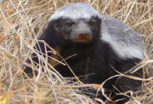 Ratel (Mellivora capensis) or Honey Badger