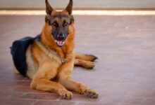 German Shepherd lying on bricked floor