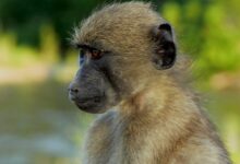 Chacma Baboon - Papio ursinus