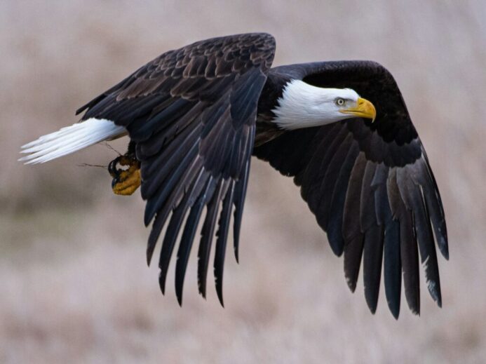 a bald eagle with a bee in its talon