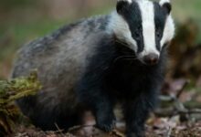 black and white badger photo