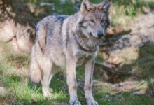 gray and black wolf standing near tree trunk during daytime